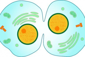 Obrazovanje ovisnih društava kao rezultat mitoze i mejoze